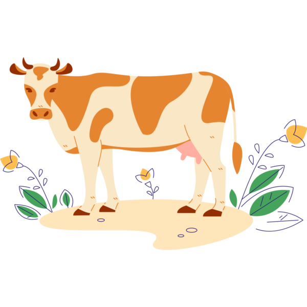 Ilustracija_KGZ_Goveje-meso_krava